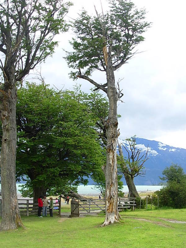 Foto de Puerto Natales, Chile