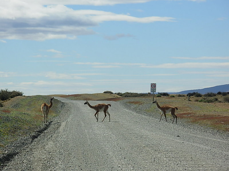 Foto de Parque Nacional Torres del Paine, Chile
