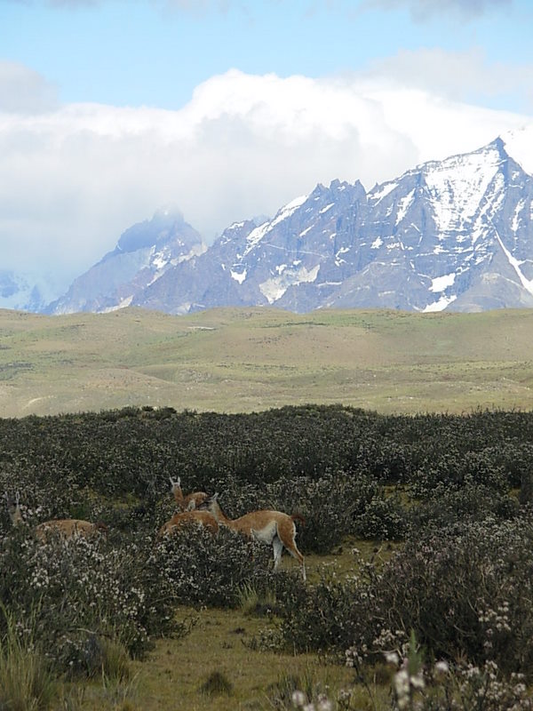 Foto de Parque Nacional Torres del Paine, Chile