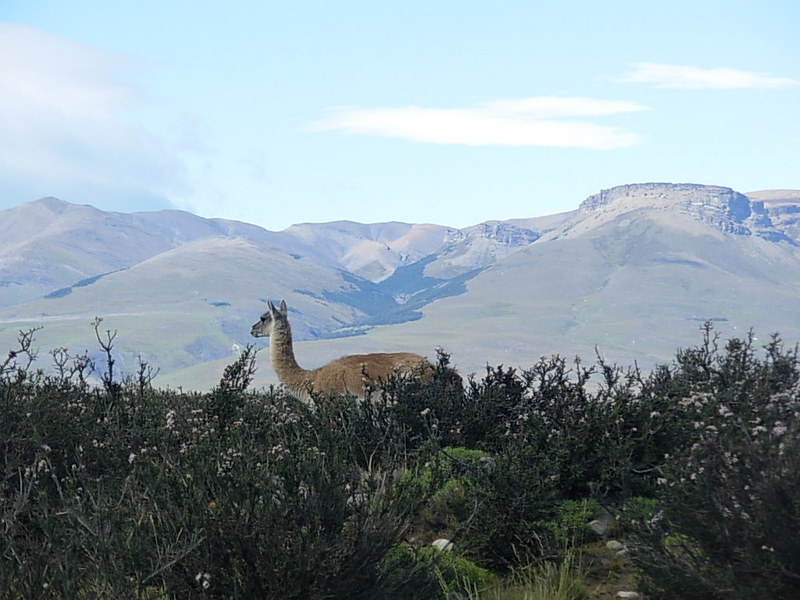 Foto de Parque Nacional Torres del Paine, Chile