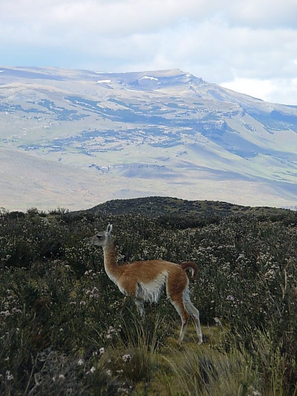 Foto de Parque Nacional Torres del Paine, Chile
