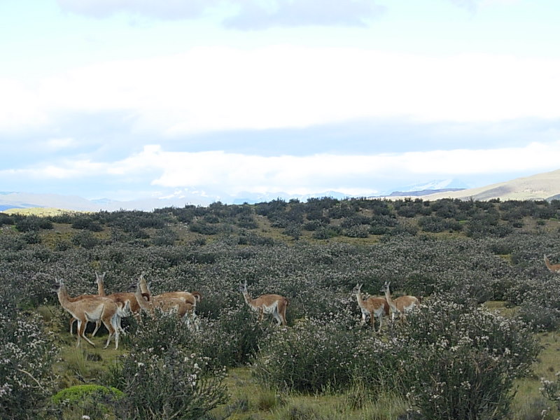 Foto de Parque Nacional Torres del Paine, Chile