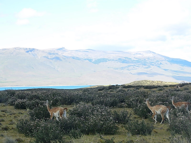 Foto de Parque Nacional Torres del Paine, Chile