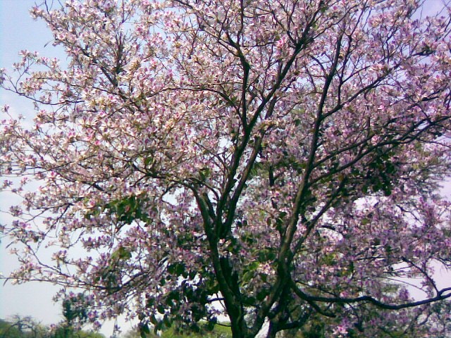 Foto de San Miguel de Tucumán, Tucumán, Argentina