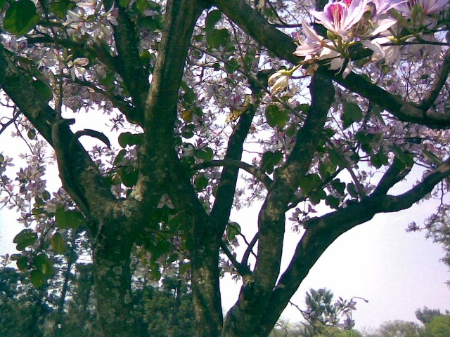 Foto de San Miguel de Tucumán, Tucumán, Argentina