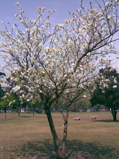 Foto de San Miguel de Tucumán, Tucumán, Argentina
