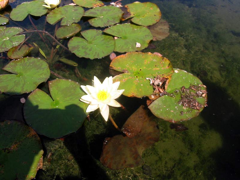 Foto de Avilés (Asturias), España