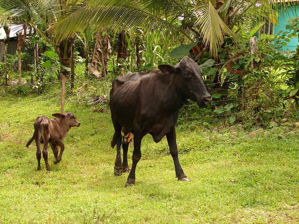 Foto de Guapiles, Costa Rica