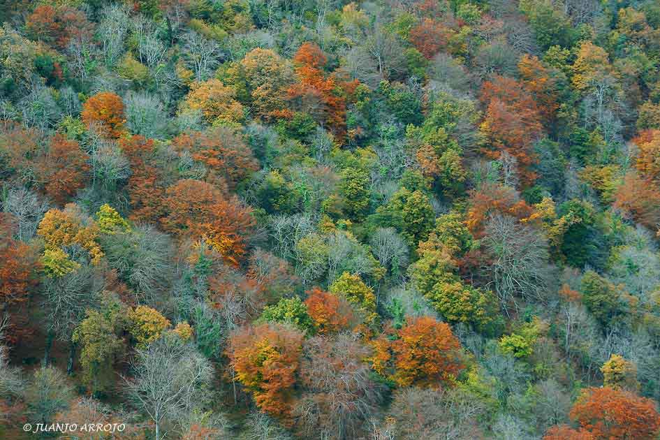 Foto de Parres (Asturias), España