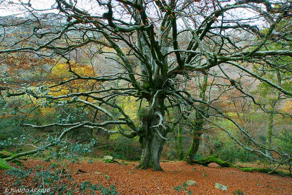 Foto de Parres (Asturias), España
