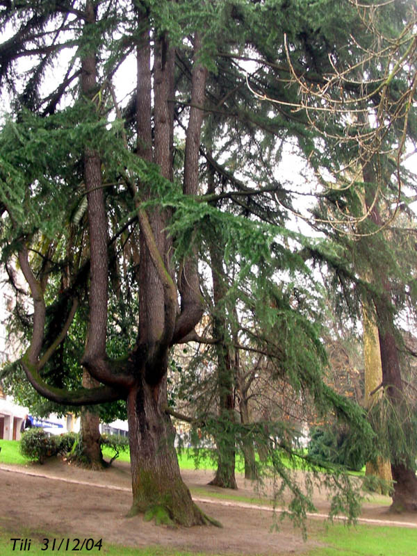 Foto de Oviedo (Asturias), España