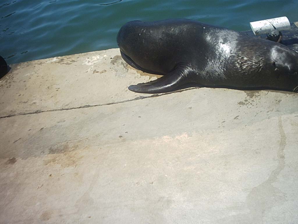 Foto de Mar del plata, Argentina