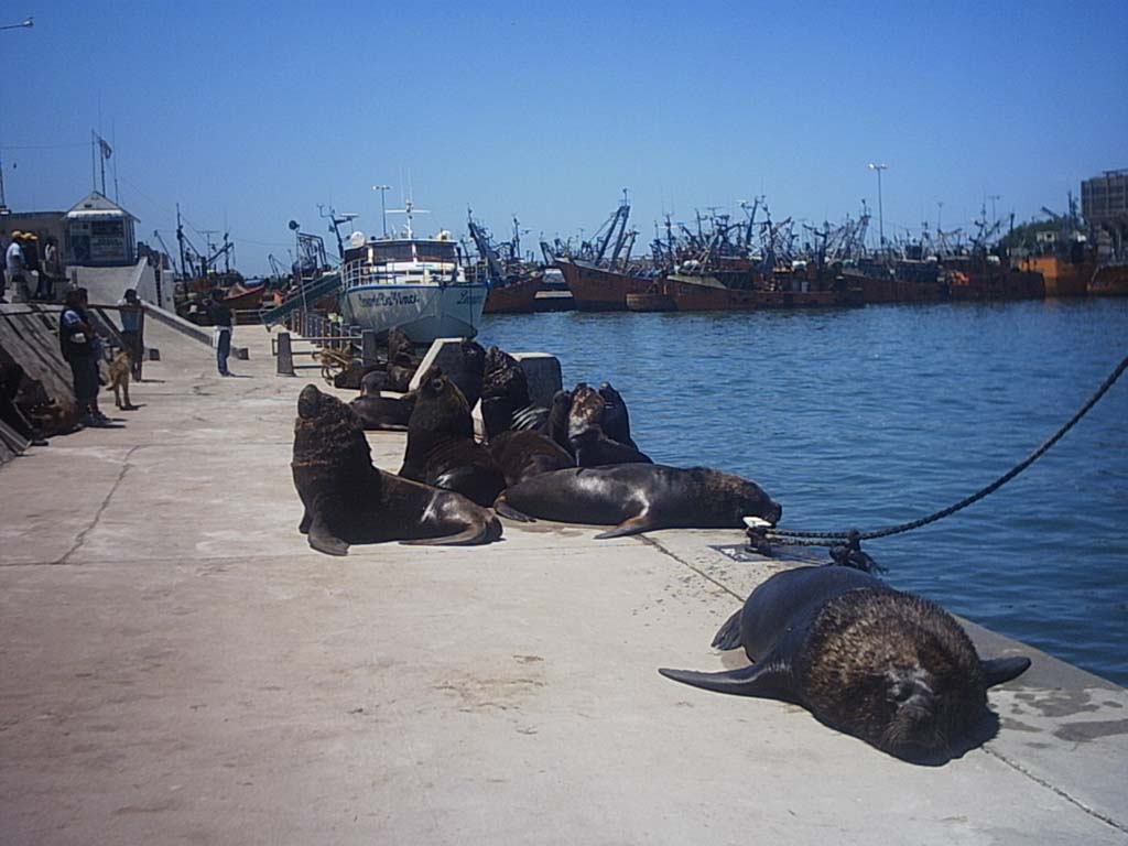 Foto de Mar del plata, Argentina