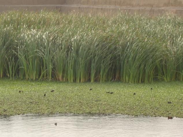 Foto de Trujillo, Perú
