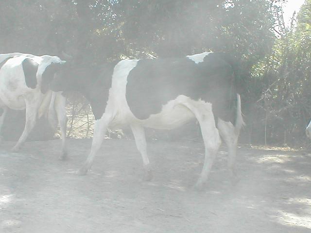 Foto de Llamipe, Perú
