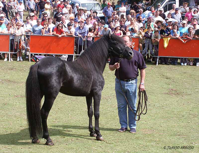 Foto de Piloña (Asturias), España