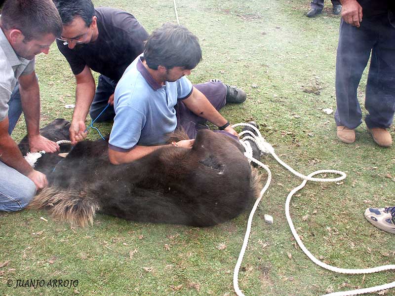 Foto de Piloña (Asturias), España
