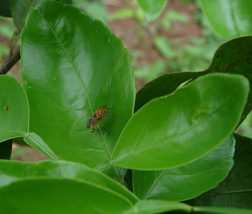 Foto de El Roble, Puntarenas, Costa Rica