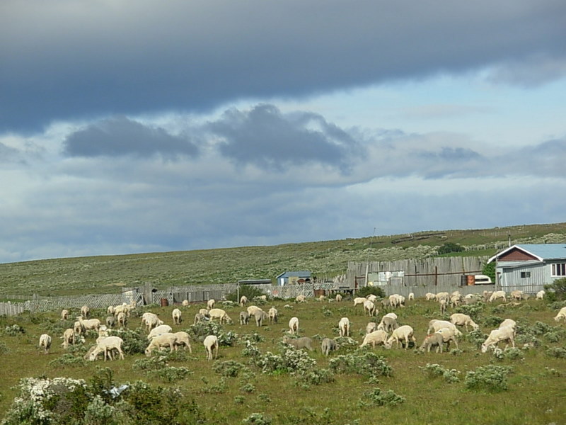 Foto de Punta Arenas, Chile