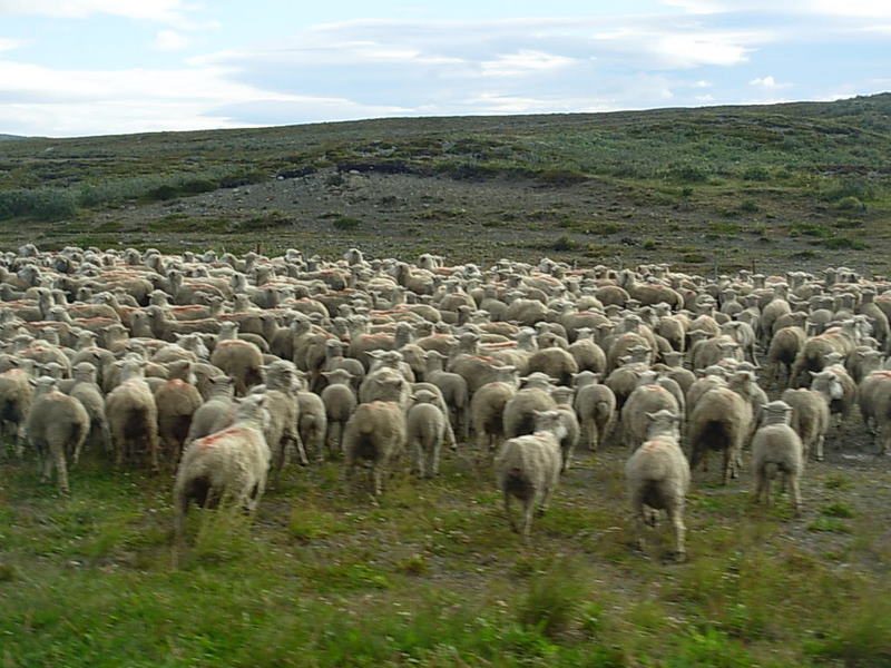 Foto de Punta Arenas, Chile