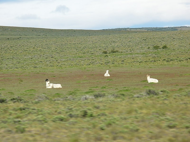 Foto de Punta Arenas, Chile