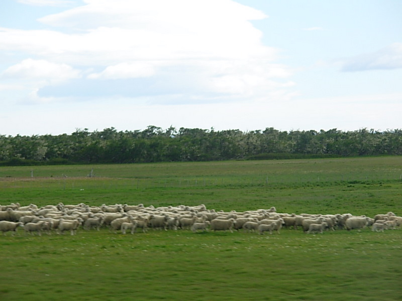 Foto de Punta Arenas, Chile