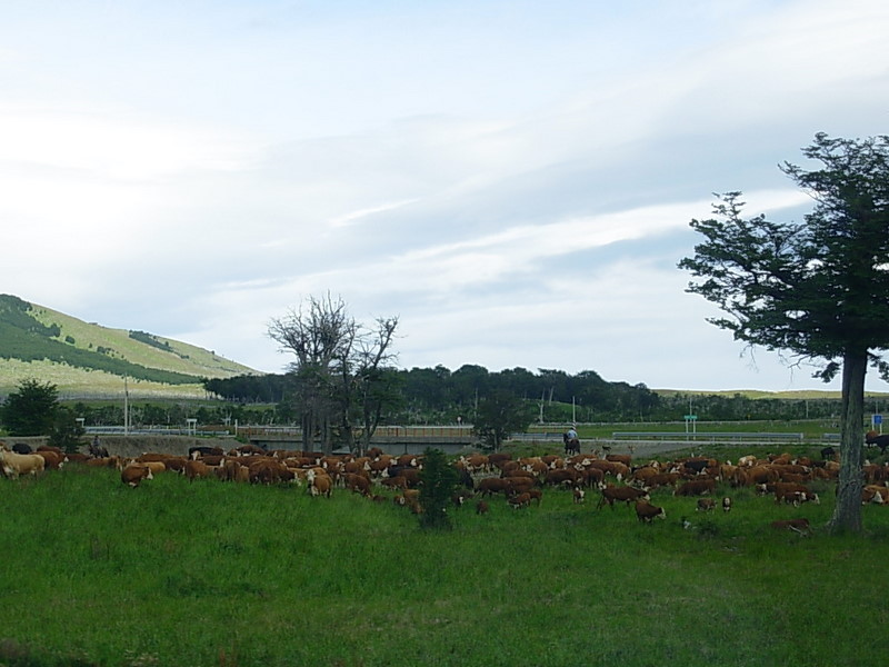 Foto de Punta Arenas, Chile
