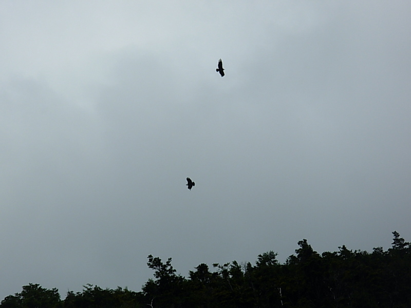 Foto de Parque Nacional Bernardo Ohiggins, Chile