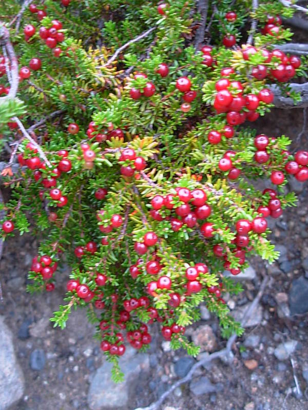 Foto de Parque Nacional Bernardo Ohiggins, Chile