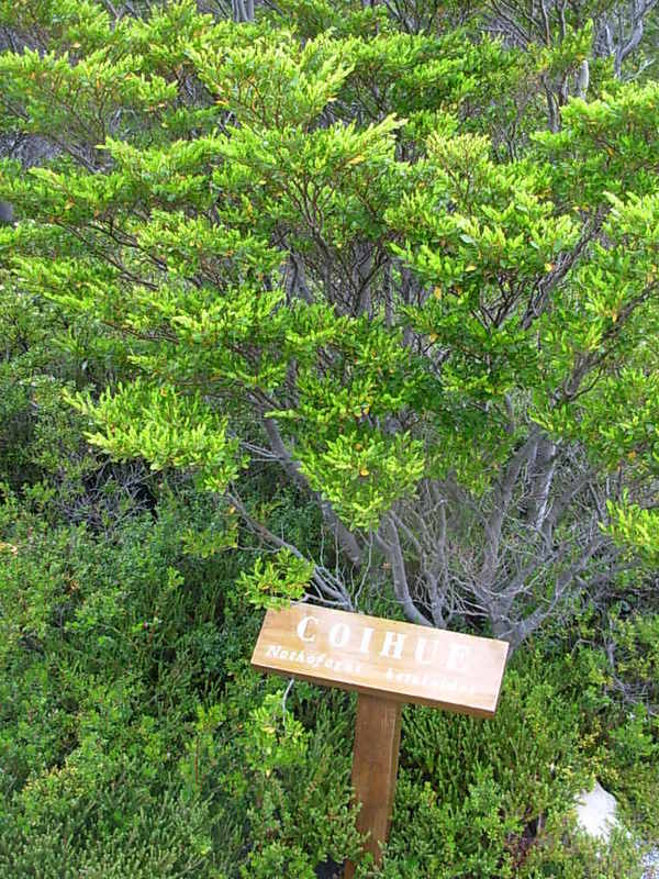 Foto de Parque Nacional Bernardo Ohiggins, Chile