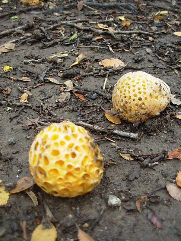 Foto de Parque Nacional Bernardo Ohiggins, Chile