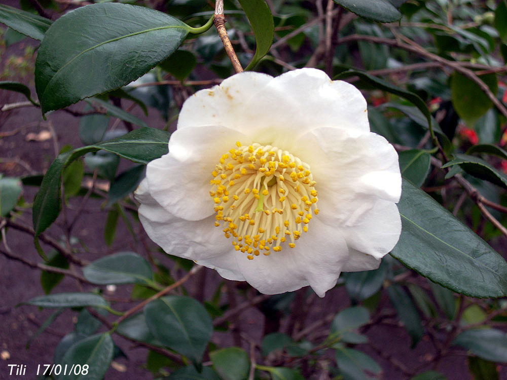 Foto de Oviedo (Asturias), España