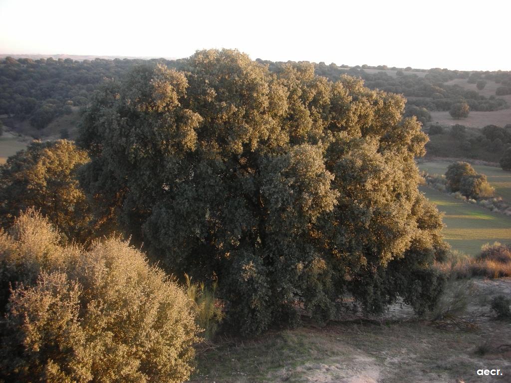 Foto de Brunete (Madrid), España