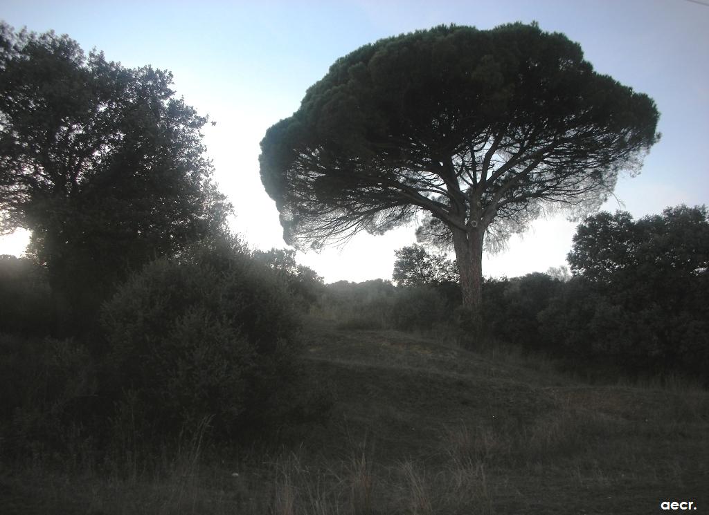 Foto de Brunete (Madrid), España