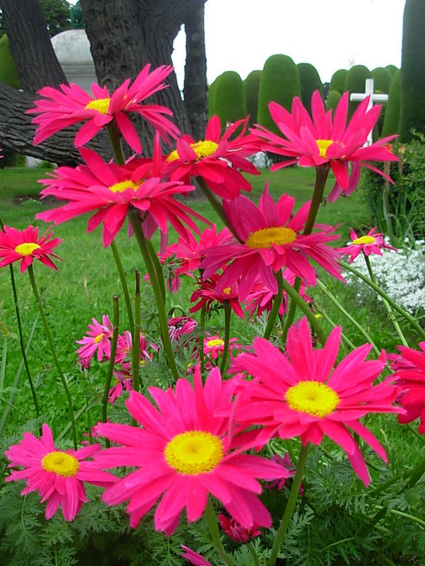 Foto de Punta Arenas, Chile