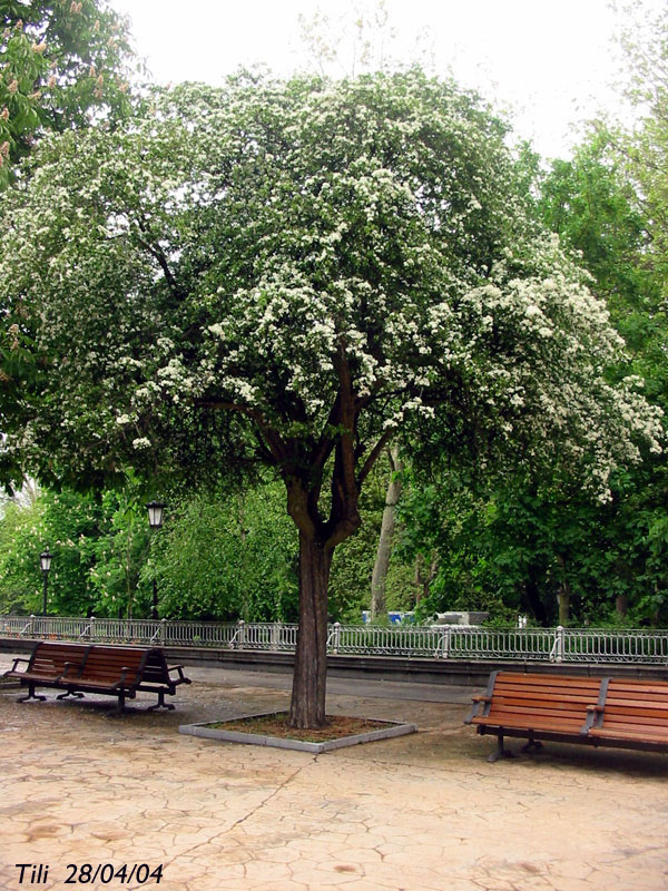 Foto de Oviedo (Asturias), España