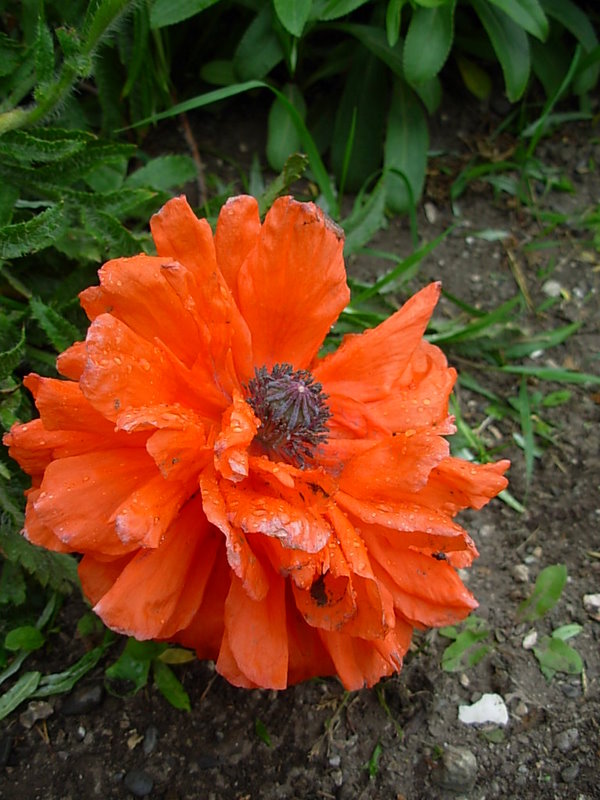 Foto de Porvenir, Tierra del Fuego, Chile