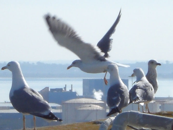 Foto de Cádiz (Andalucía), España