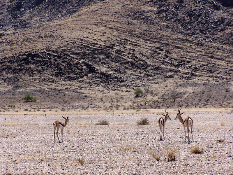 Foto de Sesfontein, Namibia