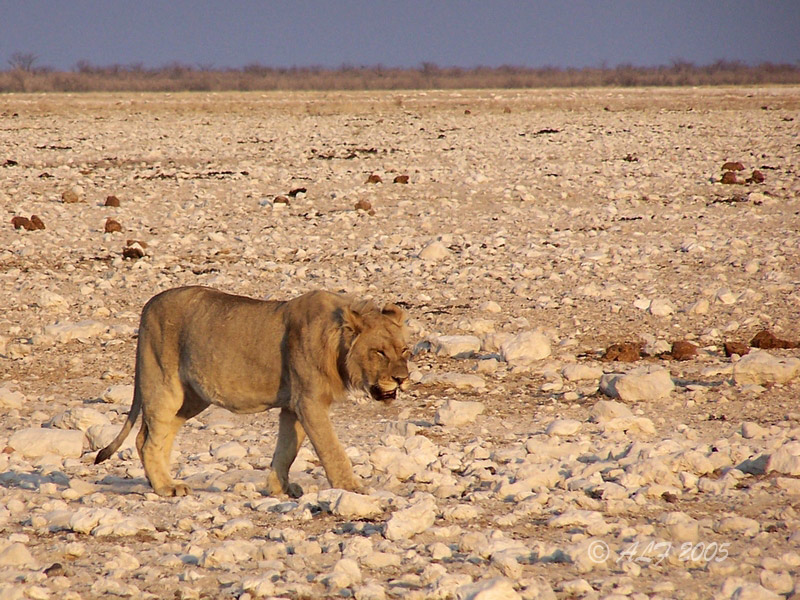 Foto de Okaukuejo, Namibia