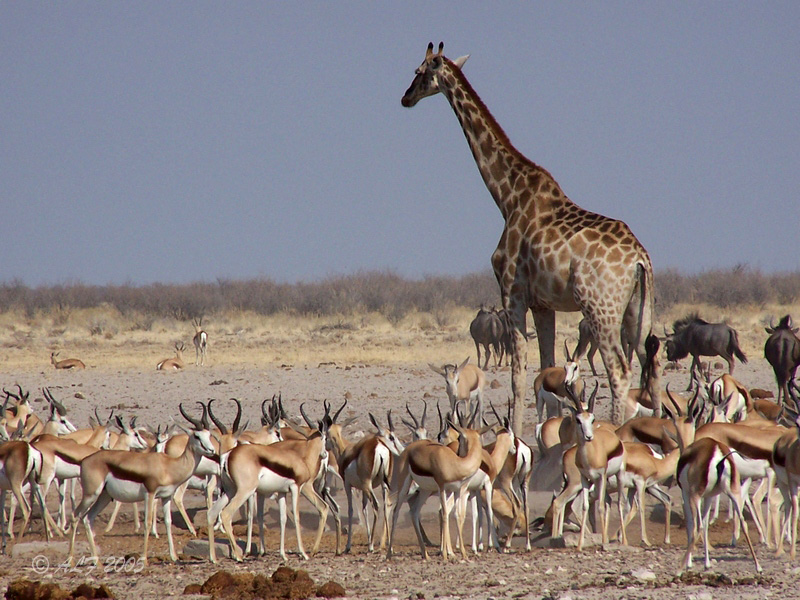 Foto de Okaukuejo, Namibia