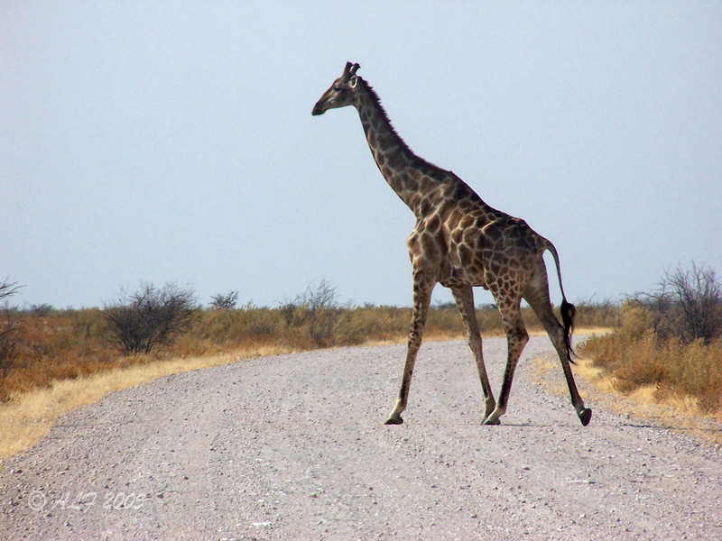 Foto de Okaukuejo, Namibia