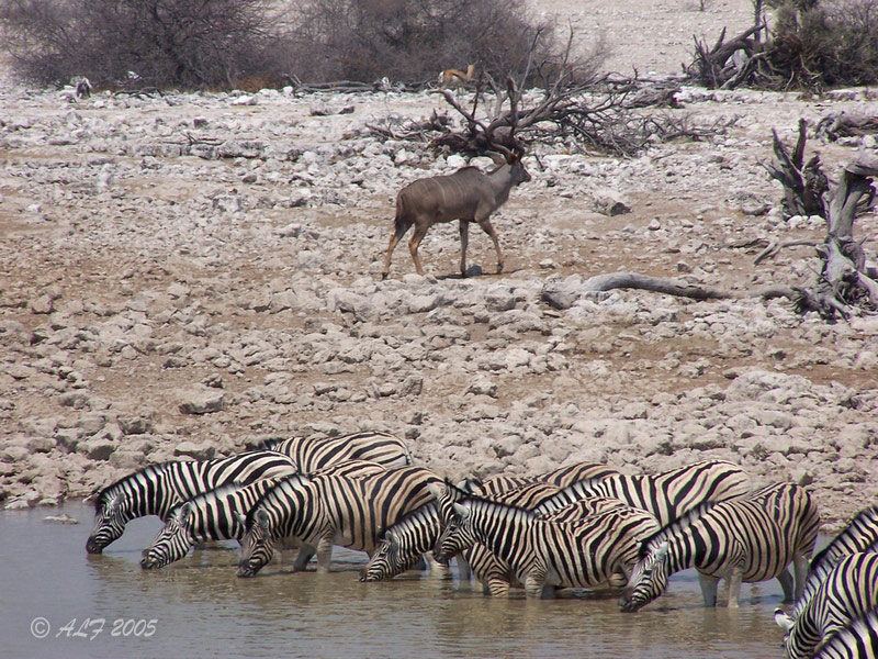 Foto de Okaukuejo, Namibia