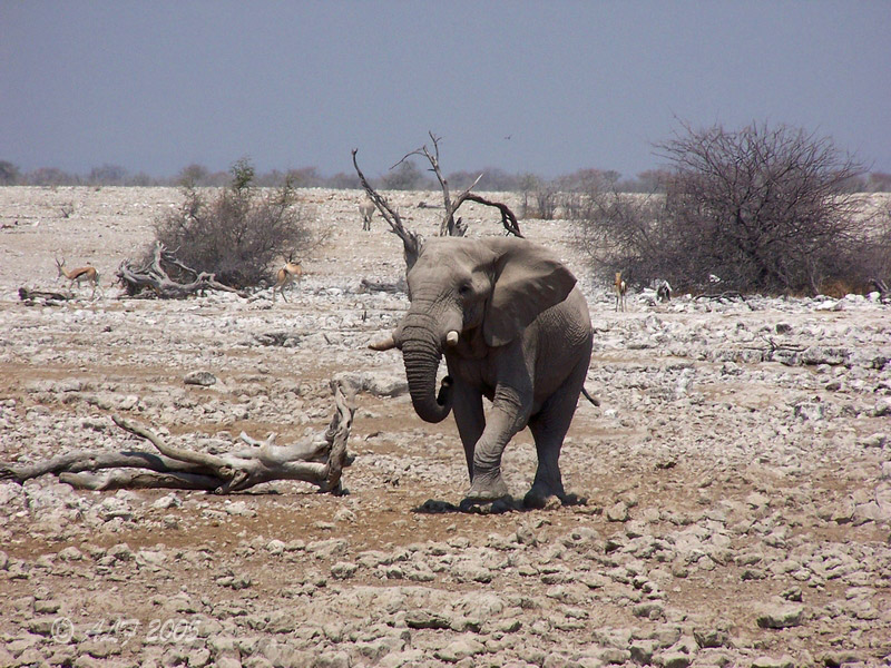 Foto de Okaukuejo, Namibia