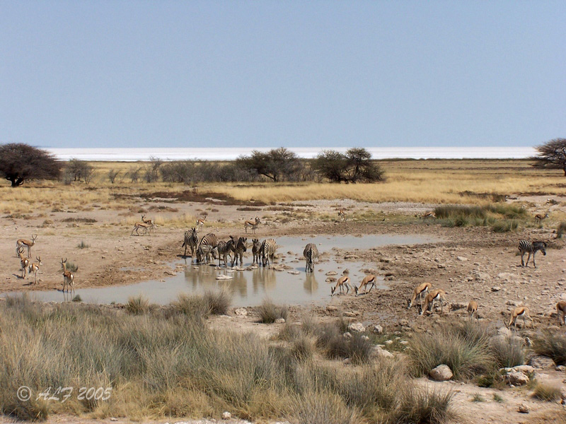 Foto de Etosha, Namibia