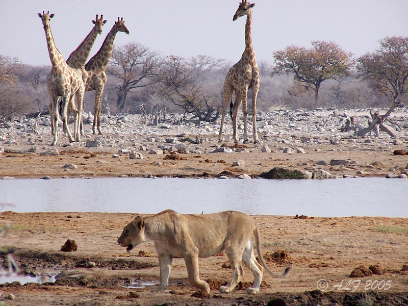 Foto de Halali, Namibia