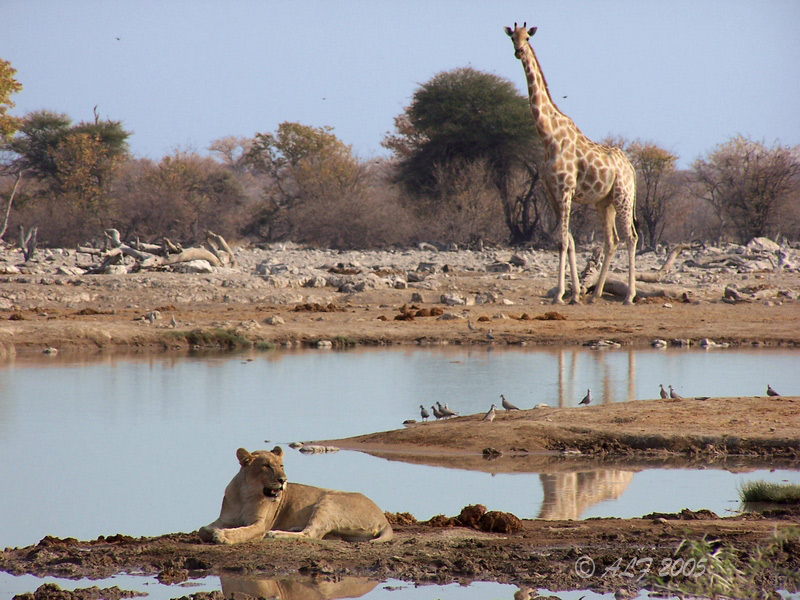 Foto de Halali, Namibia