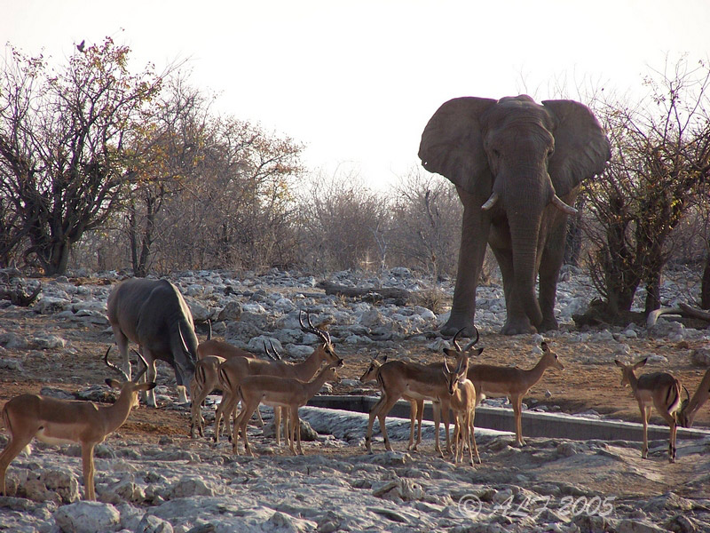 Foto de Namutoni, Namibia