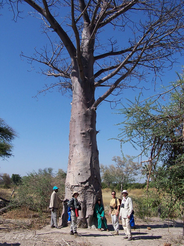 Foto de Maun, Botswana