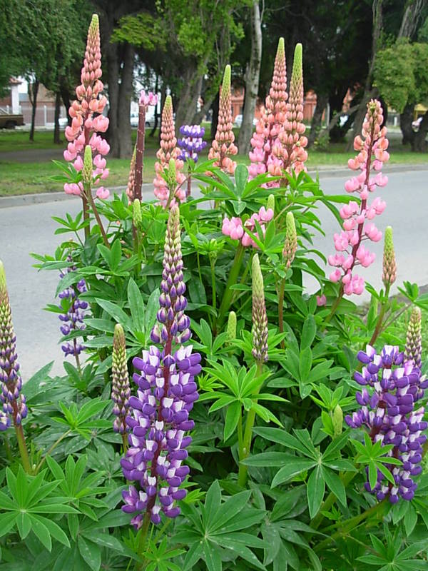 Foto de Punta Arenas, Chile